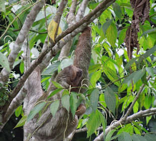 3 fingered sloth-Faultier