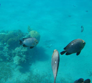 Fische am Minihausriff