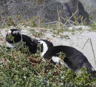 Boulders Beach