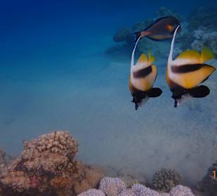 Treues Pärchen - Rotmeerwimpelfisch
