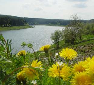 Talsperre Mandelholz im Frühjahr