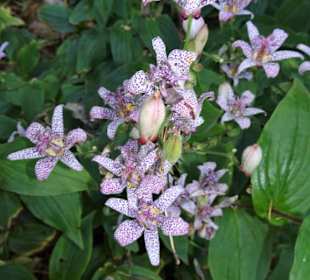 Rundgang durch den Botanischen Garten Hamburg