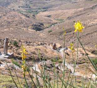 Der versteinerte Wald