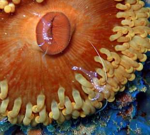 die Kleinen sind die Schönsten