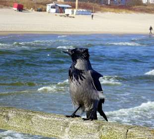 Nebelkrähe auf der Seebrücke Ahlbeck