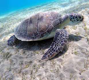 Schnorcheln Abu Dabab