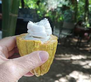 Stadtrundfahrt Bavaro