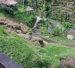 Blick auf die Terrassen