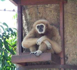 Gibbon