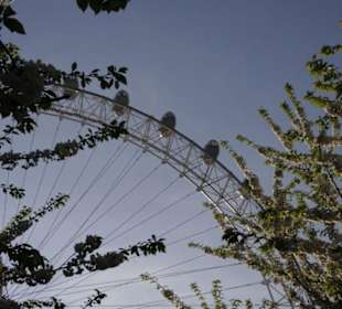 London Eye aus den Jubilee Gardens