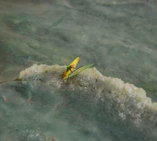 Miniatur-Wunderland 02/2010