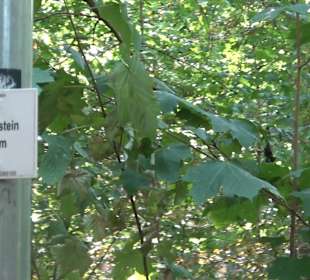 Wandertour Greifensteinrunde