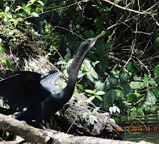Schlangenvogel während der Bootstour