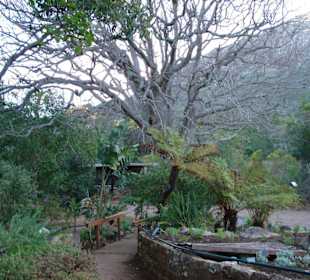 Kirstenbosch