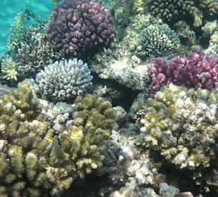 Traumhafte Korallen