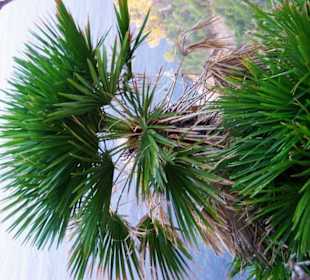 Geiles Bild mit Palme in der Höhe