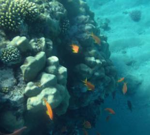 Riff Korallen - Hotel Citadel Azur Resort