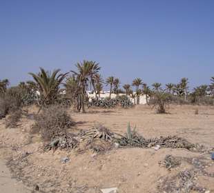 Kamelsafari