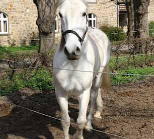Stolze Hengste auf der Weide