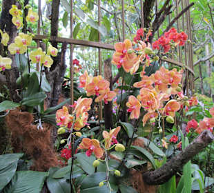 National Orchid Garden