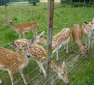 Wildgehege im Kurpark