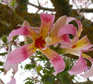 Zwar kein Kaktus, dennoch schön!