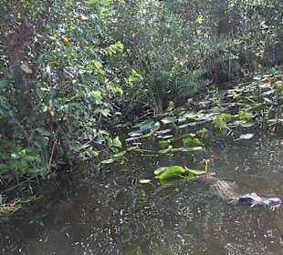 Alligator beim Angriff