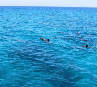 Delfinschwimmen El Gouna-Schwimmen mit Delfinen 