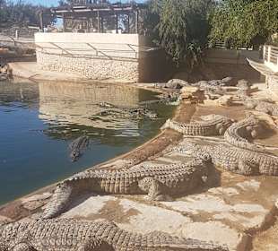 Krokodilfarm Animalia