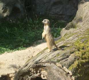 Zoo Liberec
