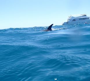 Schwimmen mit Delphinen
