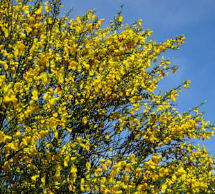 Der Bremer Botanische Garten im Mai