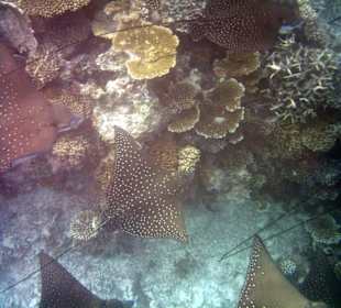 Adlerrochen am Hausriff