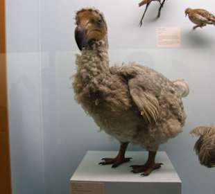 Ein Dodo - Ja, die gab es tatsächlich!