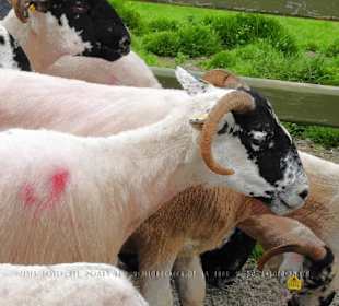 Eine Gruppe von Schafen in einem Gatter