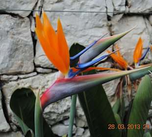 Nicht nur in Spanien, auch in Meran