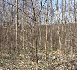 Premiumwanderweg "hochgeblickt"