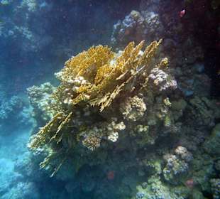 Wir kommen wieder, aber nur noch im Winter