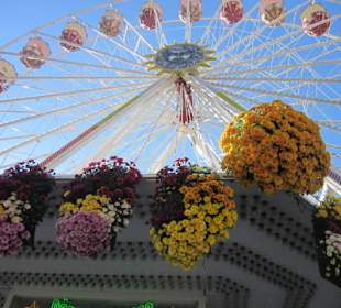 Chrysanthema Lahr