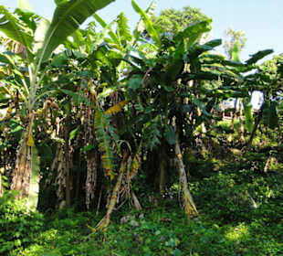 Dschungel Trekking Tour