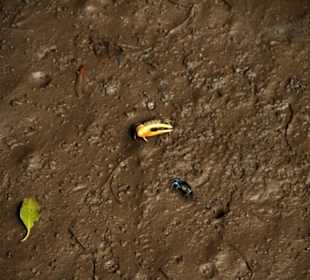 Was eine große Schere der kleiner Kerl hat