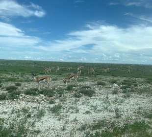 Etosha Natur Park