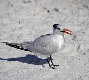 Möwe am Strand