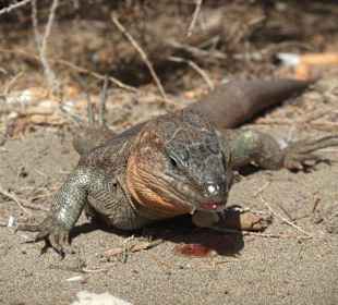 Gran Canaria Rieseneidechse