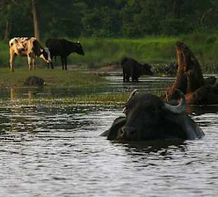 Krowy nieopodał Parku Narodowego