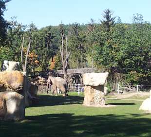 Große Freifläche fü die Elefanten