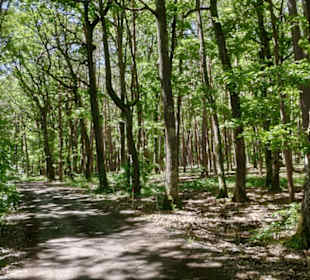 Schöner Waldweg