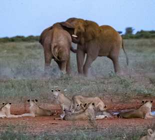 Elefanten und Löwen 