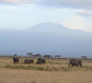 Kilimanjaro