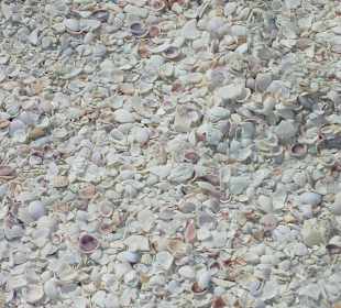 Bekannt für seine vielen Muscheln